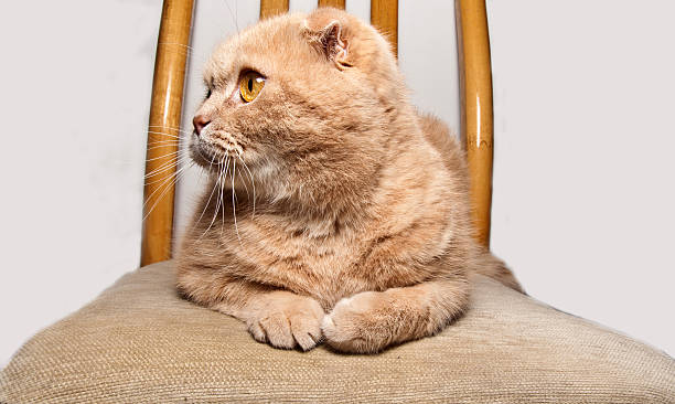 istock Orange cat on the chair 529951805