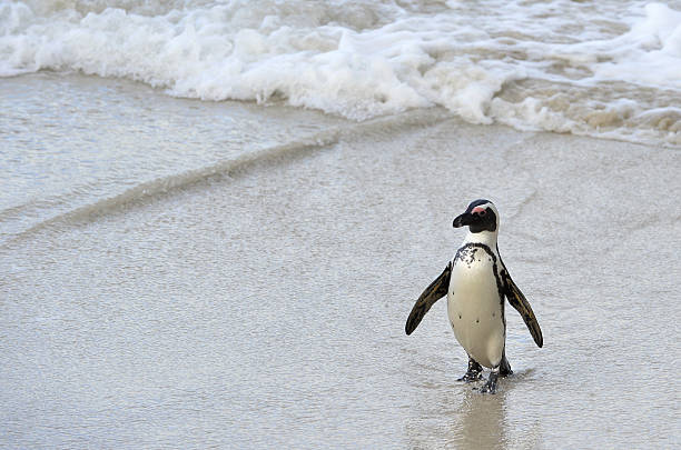 istock African penguin  at the Beach. 529952121