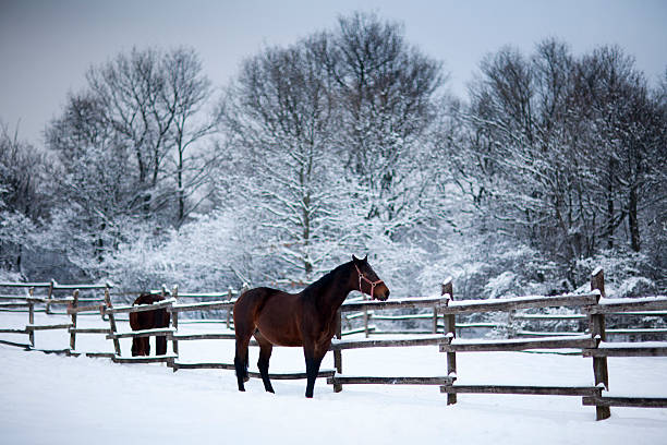 istock Saddle horses looking over corral fence winter rural scene 529952441