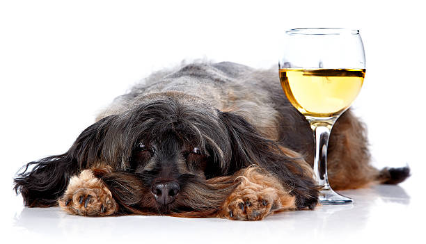 istock Decorative dog with a wine glass 529953359