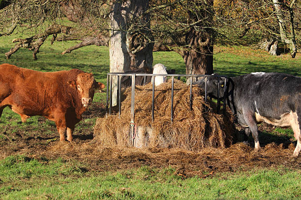 istock Orange cow image, South Devon bull, Black Hereford cattle grazing 529953927