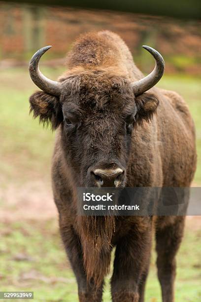 Wisent Stock Photo - Download Image Now - European Bison, Animal, Animal Themes