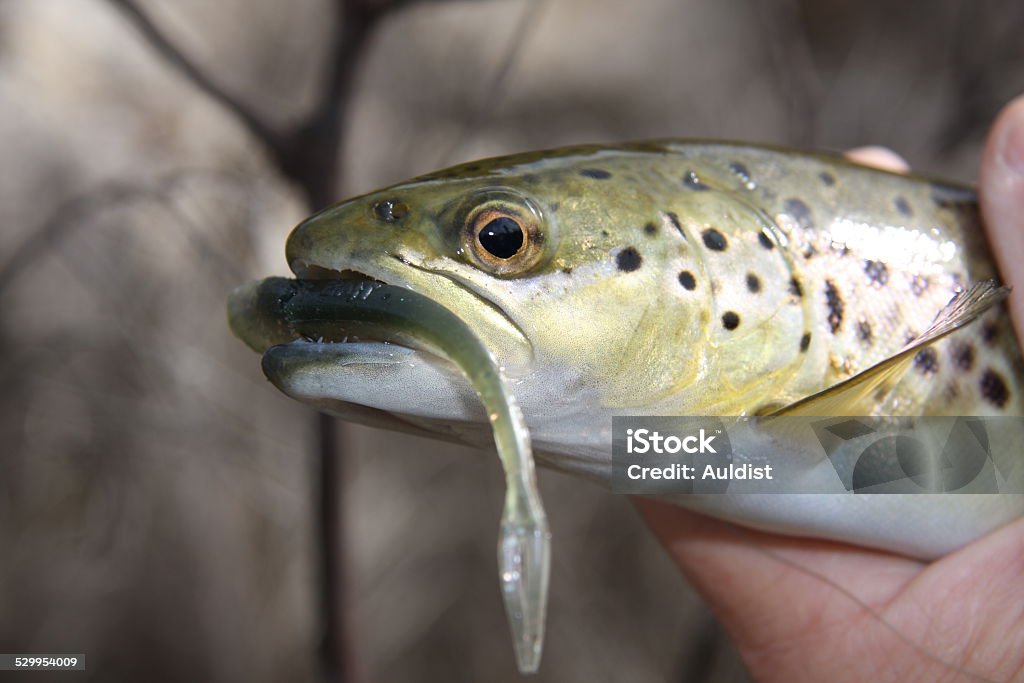 Brown Trout With Soft Plastic Lure Stock Photo - Download Image Now -  Animal Body Part, Animal Eye, Animal Mouth - iStock