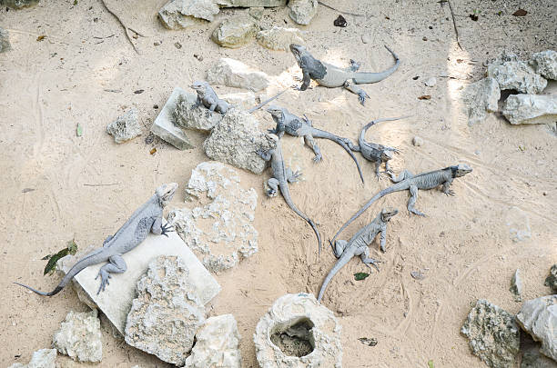 морской iguanas на песок - scott strange стоковые фото и изображения