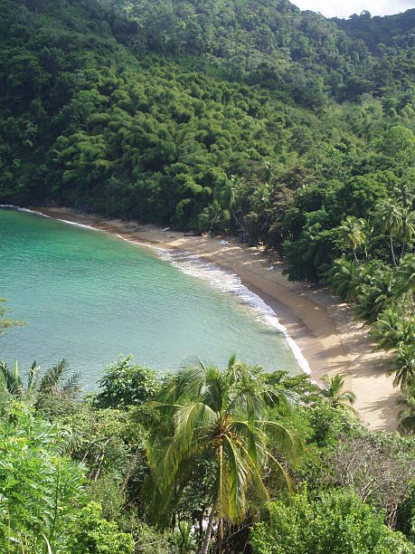 istock Englishman's Bay, Tobago 529961791