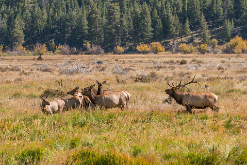 Bull elk sparring off in Jasper National Park