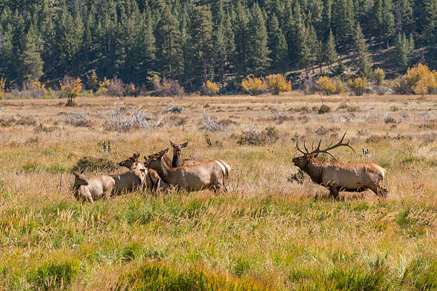 Elk Herd in Rut a bull elk bugling at his cows in the rut bugling photos stock pictures, royalty-free photos & images