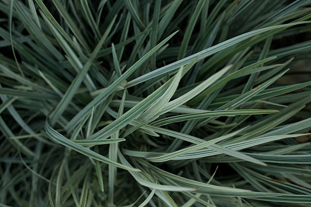 istock Perfect blades of grass 529961963