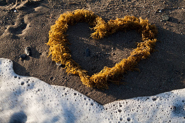 lovely heart heart in sand with line coast
