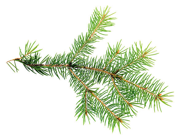 istock xmas branch of evergreen is isolated on white background 529962937