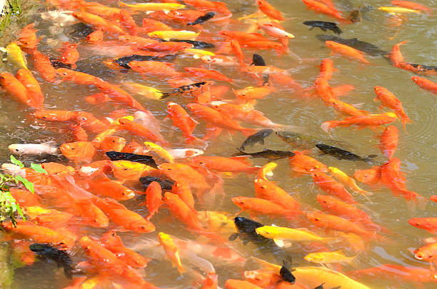 istock Colorful Koi fish swimming in the pond 529963865