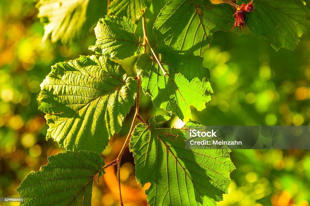 leaves of a tree in detail leaves of a hazelnut tree in detail Autumn Stock Photo