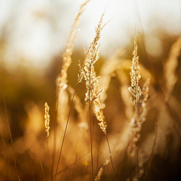 istock green golden meadow 529965445