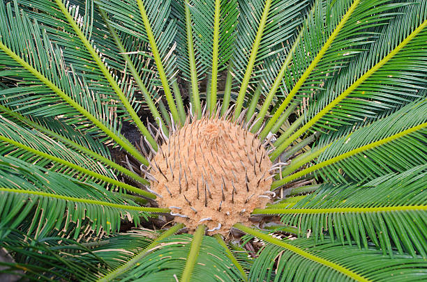 Cycad Scientific Name Is Cycas Circinalis L Stock Photo - Download Image  Now - Africa, Botany, Branch - Plant Part - iStock