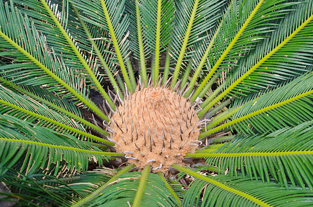Cycad Scientific Name Is Cycas Circinalis L Stock Photo - Download Image Now - Africa, Botany, Branch - Plant Part - iStock Cycad Scientific Name Is Cycas Circinalis L Stock Photo - Download Image Now - Africa, Botany, Branch - Plant Part - iStock