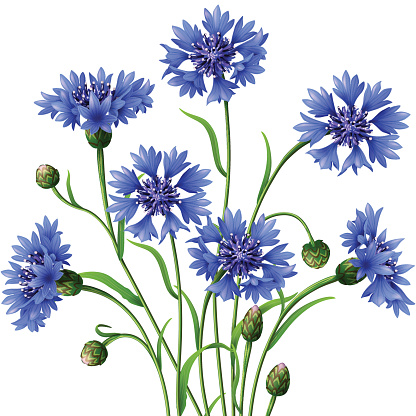 Bunch of blue cornflowers isolated on white.