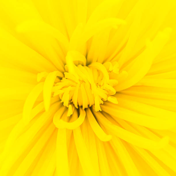 istock Close up yellow flower 529967273