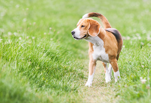 Venturous beagle en el pie photo