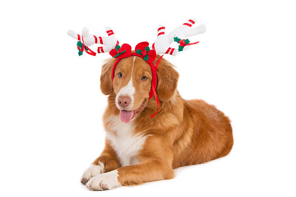istock Christmas dog with white antlers 529968395