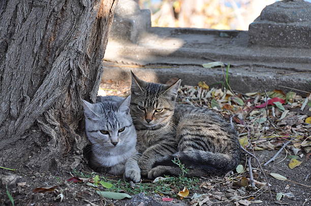 近くの 2 つの猫休息の木 - kitten cats animals and pets formal garden ストックフォトと画像