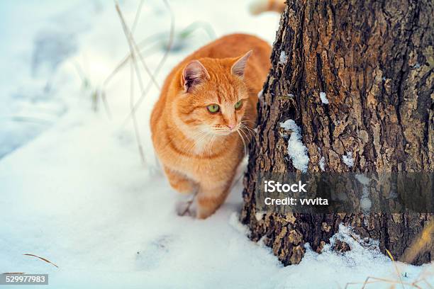 Cat Walks Outdoor In The Winter Stock Photo - Download Image Now - Adult, Animal, Black Color