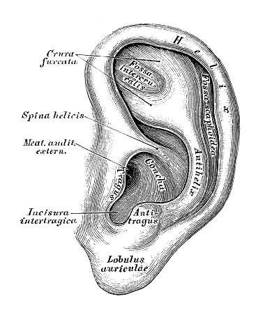 Human anatomy scientific illustrations with latin/italian labels: Ear and Auditory system