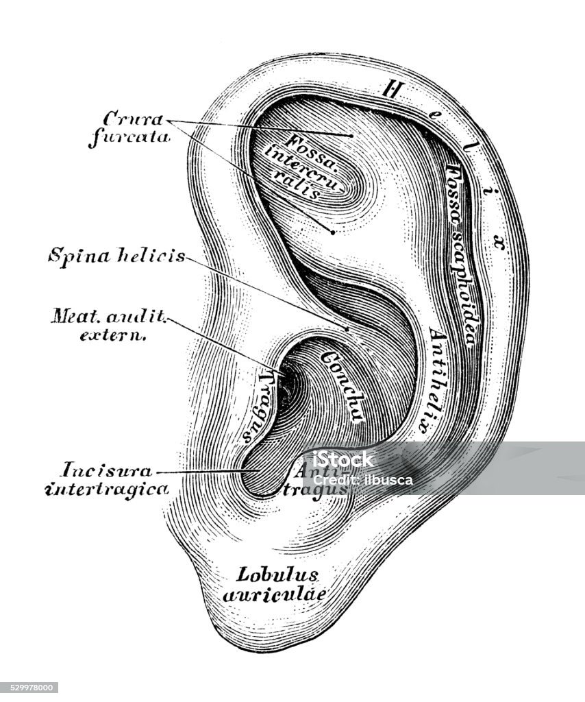 Human anatomy scientific illustrations: Ear and Auditory system Human anatomy scientific illustrations with latin/italian labels: Ear and Auditory system Ear stock illustration