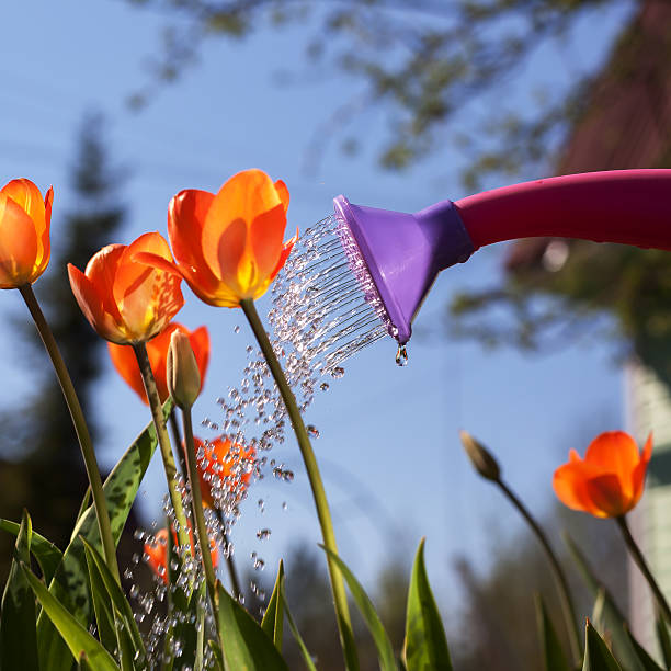 istock Watering red tulips from a watering can. 529978276