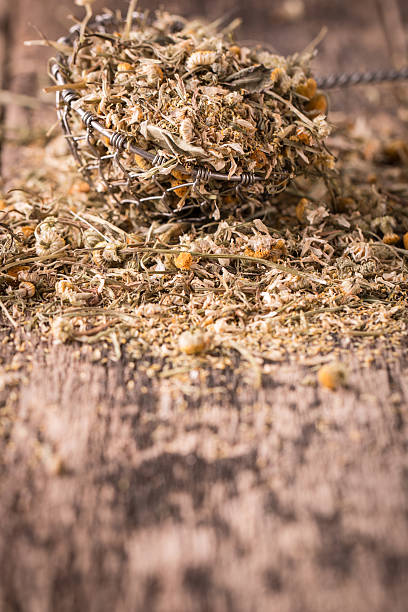istock dried chamomile flowers, herbal tea raw  on wooden table 529978284
