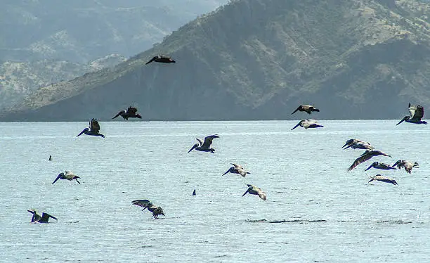 Flock of brown pelicans over the Sea of Cortez. Baja California Sur, Mexico.