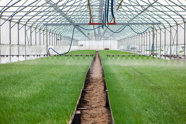 istock Greenhouse watering system in action 529978384