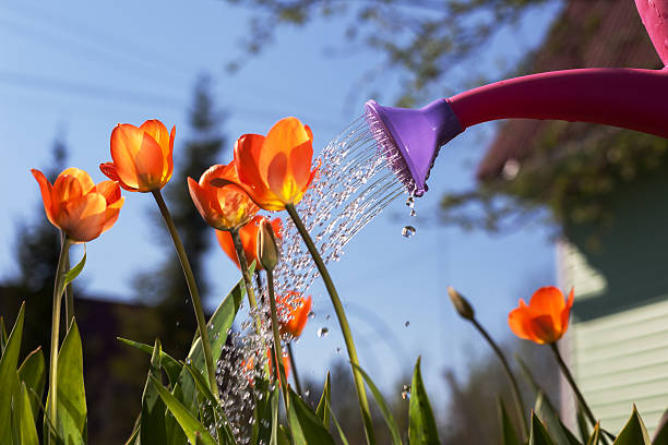 istock Watering red tulips from a watering can. 529978418