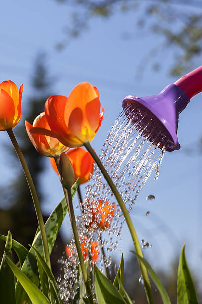 istock Watering red tulips from a watering can. 529978702