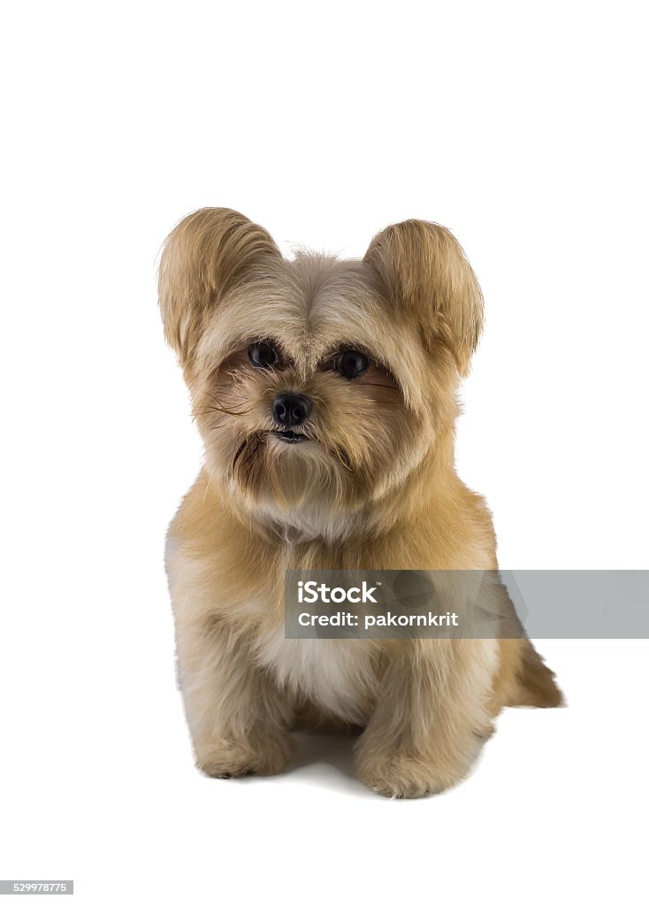 Cute Puppy cute puppy isolated in white background with clipping path Animal Stock Photo