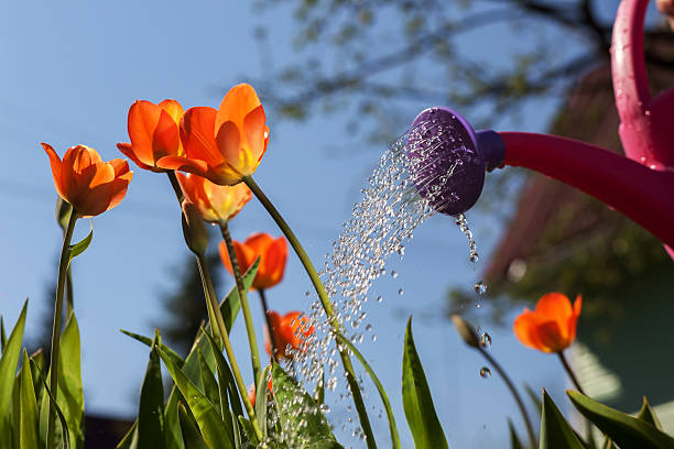 Watering red tulips from a watering can.