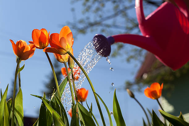istock Watering red tulips from a watering can. 529979190