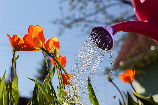 istock Watering red tulips from a watering can. 529979330