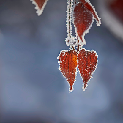 Red dry leaf covered with frost