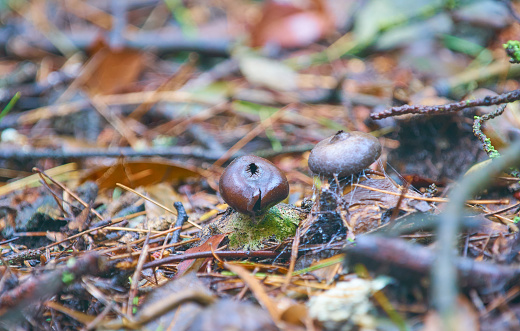 Astraeus fungus in mediterranean forest. A rainy day in the forest near Barcelona.