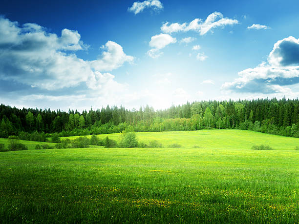 istock field of grass and perfect sky 529979494