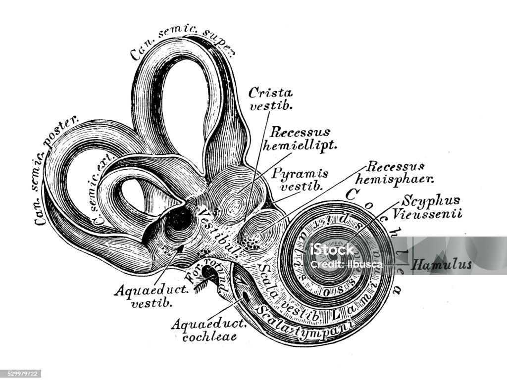 1 Ear Human Anatomy Scientific Illustrations Ear And Auditory System Stock ...