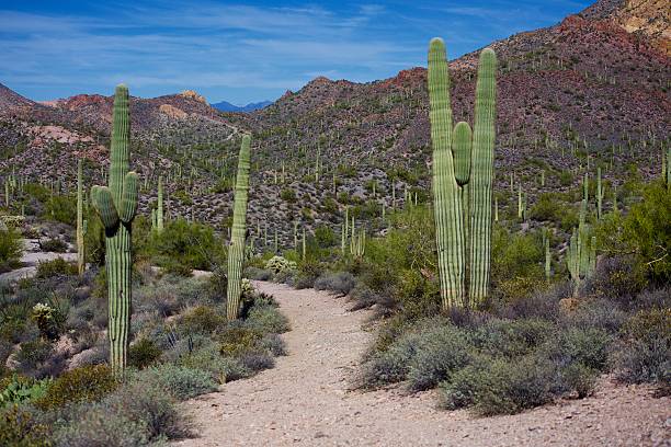 istock Arizona Desert Trail 529980106