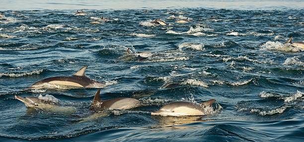 istock Dolphins, swimming in the ocean 529980345