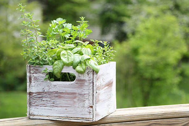 herbes aromatiques - basil herb plant organic photos et images de collection