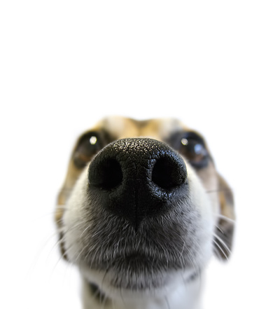 close up of jack russel terrier´s nose