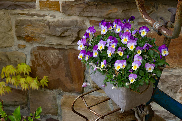 istock Violets for a bike 529981222
