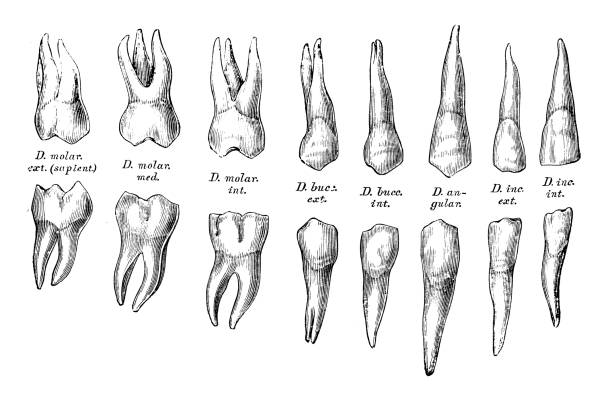 ilustraciones, imágenes clip art, dibujos animados e iconos de stock de ilustraciones científicas de anatomía humana: los dientes - pencil drawing drawing anatomy human bone