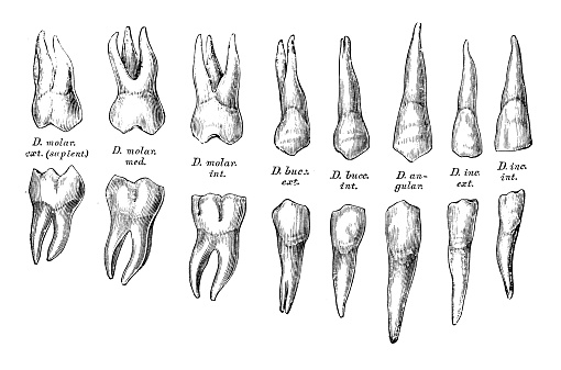 Human anatomy scientific illustrations with latin/italian labels: teeth