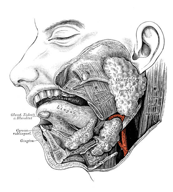 ilustraciones, imágenes clip art, dibujos animados e iconos de stock de ilustraciones científicas de anatomía humana : glándula salival - salivary gland