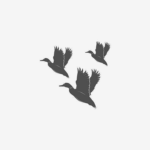 flying ducks in grayscale flying ducks in grayscale style - vector illustration mallard duck stock illustrations